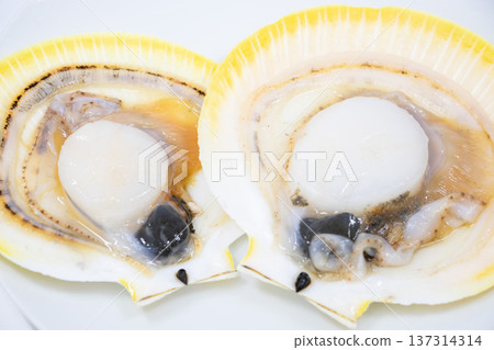 moon shell 137314314