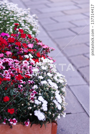 Colorful flowers planted in a flower bed Colorful flowers planted in a flower bed 137314417