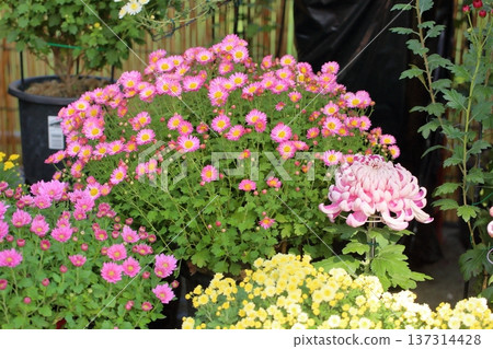菊花展:小型菊花、盆栽植物 菊花展:小型菊花、盆栽植物 137314428