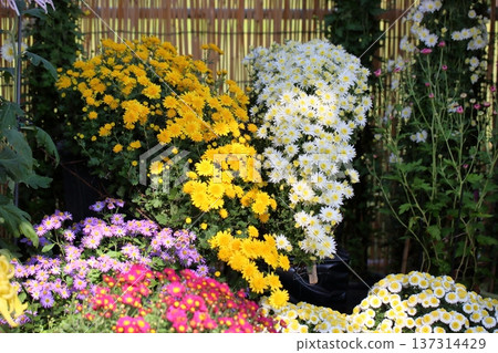 菊花展:懸崖小菊花 菊花展:懸崖小菊花 137314429