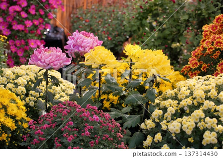 Chrysanthemum Exhibition: Large Chrysanthemums, Gorgeous Chrysanthemum Exhibition: Large Chrysanthemums, Gorgeous 137314430