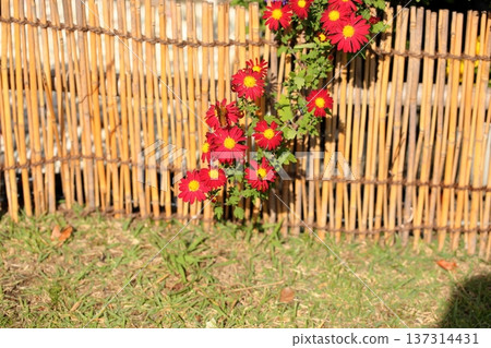 Chrysanthemum Exhibition: Small Chrysanthemums in Hanging Cliff Style 137314431