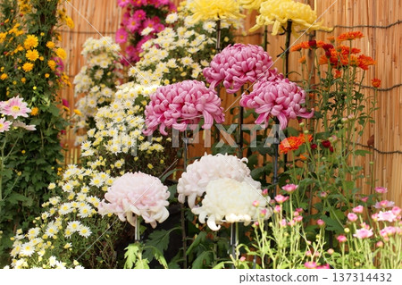 Chrysanthemum exhibition large chrysanthemum elegant 137314432