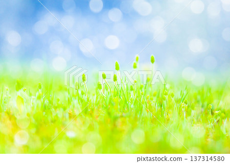 Light on the Weeds 137314580