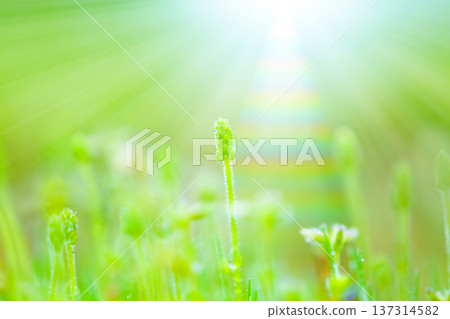 Light on the Weeds Light on the Weeds 137314582