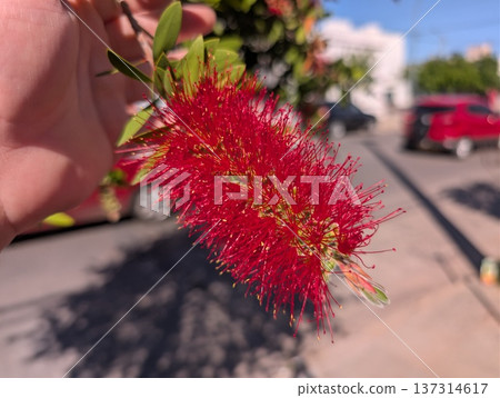 Red Callistemon bush. Close-up of red flowers 137314617