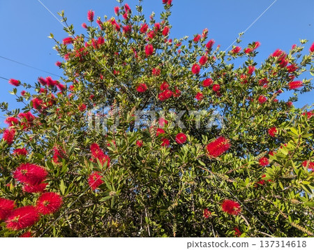 A flowering Callistemon citrinus tree against a blue sky. It is also known as bottlebrush 137314618