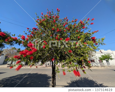 Blooming callistemon citrinus tree in a park. it is also known as bottle brush. 137314619