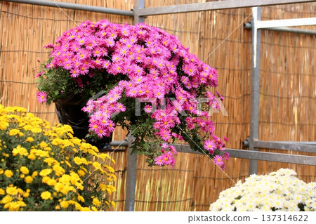菊花展:懸崖小菊花 菊花展:懸崖小菊花 137314622