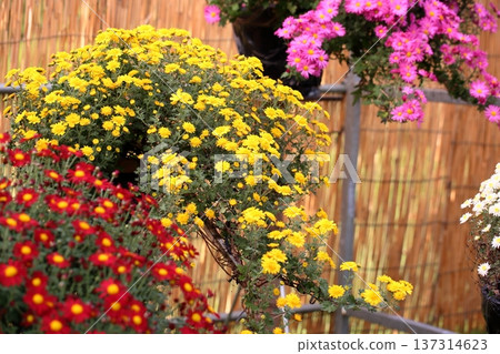 Chrysanthemum Exhibition: Small Chrysanthemums in Hanging Cliff Style Chrysanthemum Exhibition: Small Chrysanthemums in Hanging Cliff Style 137314623