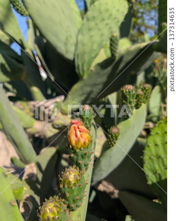 Prickly pear flower bud on a leaf. Opuntia humifusa Prickly pear flower bud on a leaf. Opuntia humifusa 137314635