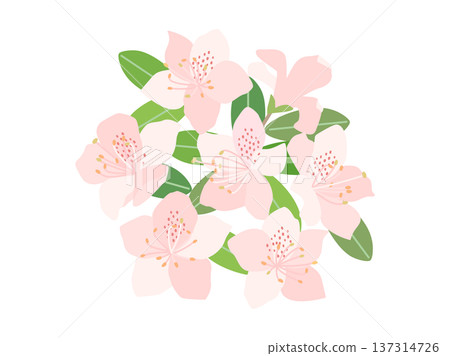 粉紅色杜鵑花插圖 137314726
