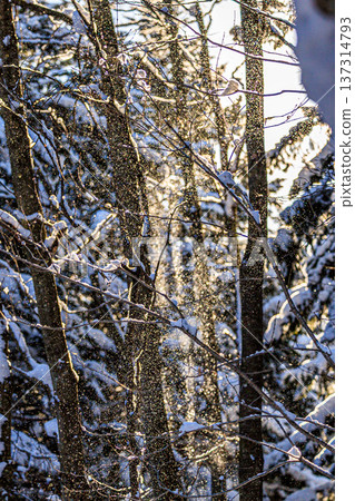 逆光下,雪花翩翩起舞,閃閃發光,構成了一個夢幻般的畫面,而冬日森林則靜謐安詳。 逆光下,雪花翩翩起舞,閃閃發光,構成了一個夢幻般的畫面,而冬日森林則靜謐安詳。 137314793