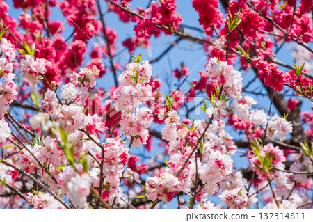 盛開的桃樹（位於阿知村的盛開桃樹村） 137314811