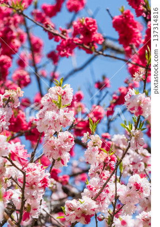 Flowering peach (at Flowering Peach Village, Achi Village) Flowering peach (at Flowering Peach Village, Achi Village) 137314816
