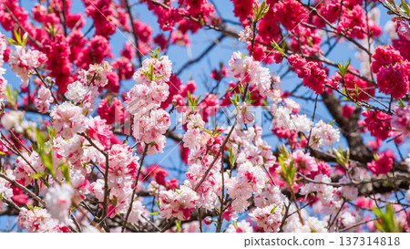 Flowering peach (at Flowering Peach Village, Achi Village) Flowering peach (at Flowering Peach Village, Achi Village) 137314818