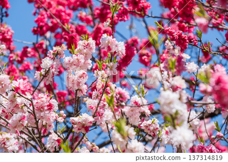 Flowering peach (at Flowering Peach Village, Achi Village) Flowering peach (at Flowering Peach Village, Achi Village) 137314819