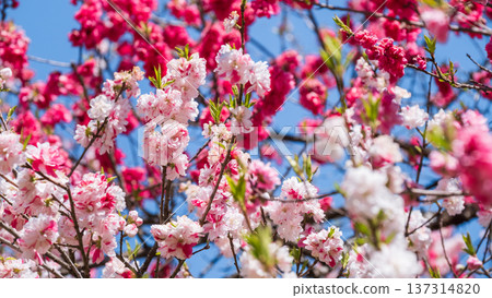 盛開的桃樹(位於阿知村的盛開桃樹村) 盛開的桃樹(位於阿知村的盛開桃樹村) 137314820