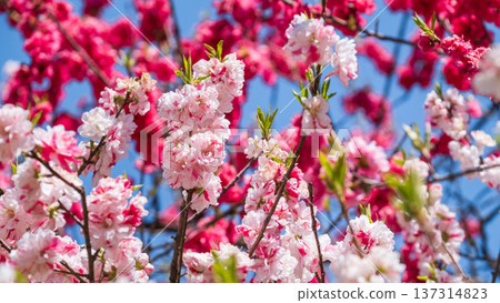 盛開的桃樹（位於阿知村的盛開桃樹村） 137314823