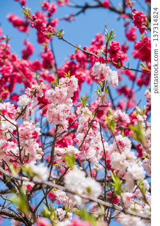Flowering peach (at Flowering Peach Village, Achi Village) 137314824