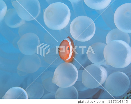Young clownfish hiding in a white sea anemone. Underwater photo of cute sea creatures. 137314845