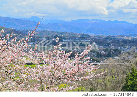 View from the ruins of Minakami Castle: Cherry blossoms in full bloom, the village and the Akagi Plateau, Minakami Town, Gunma Prefecture View from the ruins of Minakami Castle: Cherry blossoms in full bloom, the village and the Akagi Plateau, Minakami Town, Gunma Prefecture 137314848