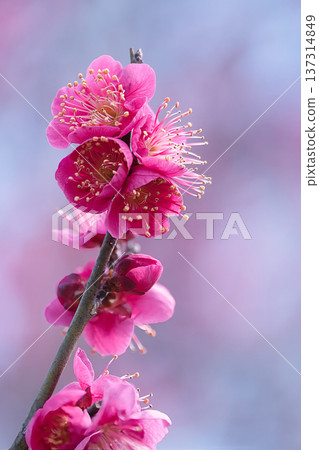 美麗的紅梅 137314849