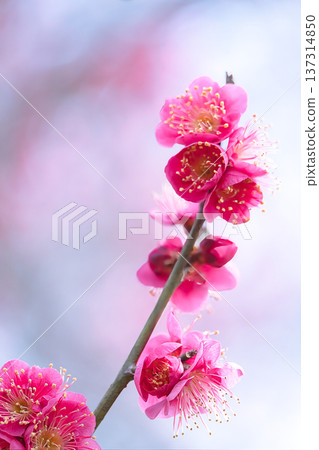 美麗的紅梅 美麗的紅梅 137314850