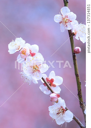 白梅花 白梅花 137314851