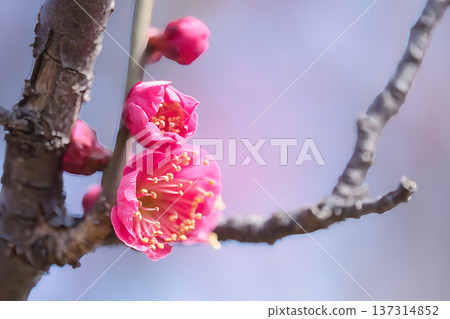 梅花告訴春天的到來 137314852