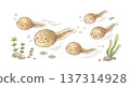Tadpoles swiftly move 137314928