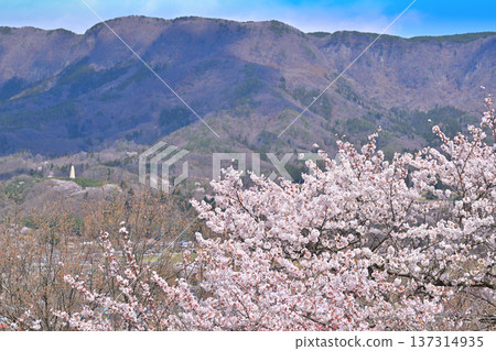群馬縣水上町水上城遺址，春日櫻花盛開。 137314935