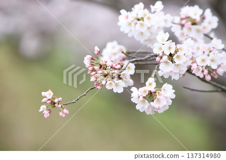 櫻桃芽和鮮花 櫻桃芽和鮮花 137314980
