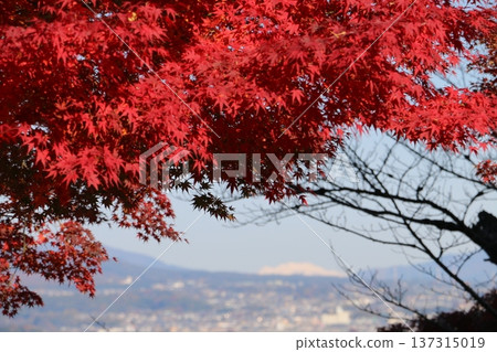 Takasaki's famous temple, Tatsuji, where maple trees shine 137315019