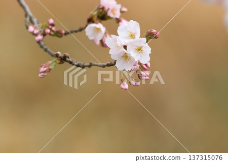 Cherry buds and flowers Cherry buds and flowers 137315076
