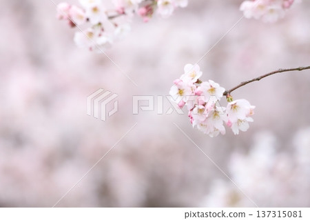 櫻花花苞和花朵在春風中搖曳 櫻花花苞和花朵在春風中搖曳 137315081