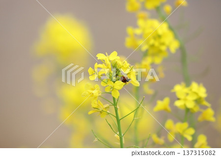 Seven-spotted ladybug resting on rape blossoms 137315082