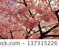 kawaji sakura, cherry blossom, cherry tree 137315226