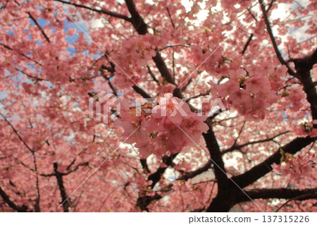 kawaji sakura, cherry blossom, cherry tree 137315226