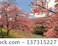 The sky and Kawazu cherry blossoms 137315227
