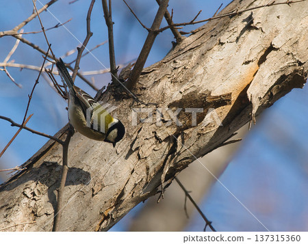 Great tit perching on a tree Great tit perching on a tree 137315360
