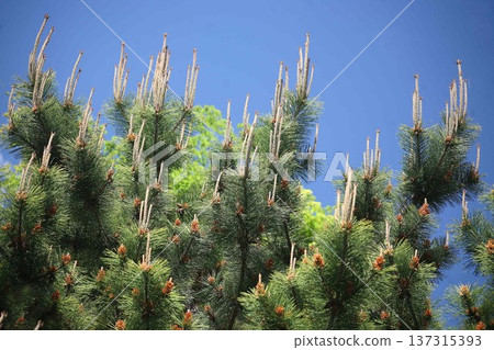 Black pine: long buds and fruit 137315393