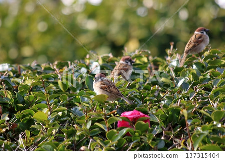 Conversation beside the camellia Conversation beside the camellia 137315404
