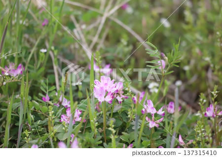 Astragalus flowers growing in rice fields Astragalus flowers growing in rice fields 137315410