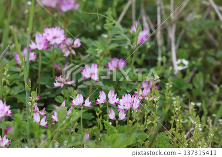 生長在稻田的黃芪花 生長在稻田的黃芪花 137315411