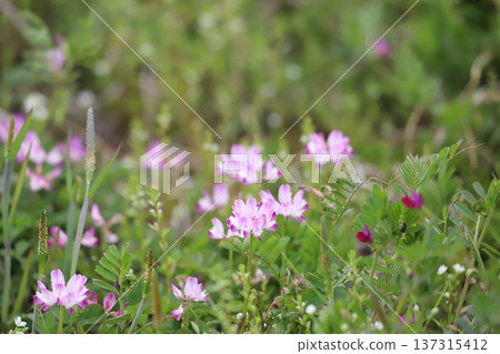 Astragalus flowers growing in rice fields 137315412
