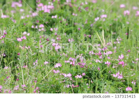 Astragalus flowers growing in rice fields Astragalus flowers growing in rice fields 137315415