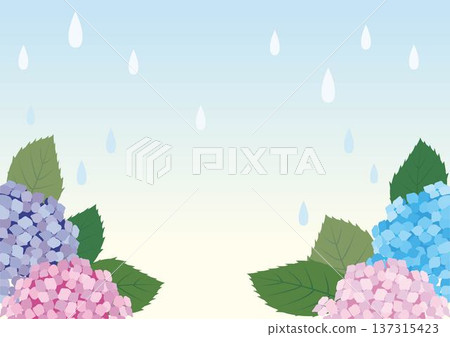 Japanese rainy season: A frame of hydrangeas wet with rain. A background image of seasonal events in June, rainy days, and early summer. Japanese rainy season: A frame of hydrangeas wet with rain. A background image of seasonal events in June, rainy days, and early summer. 137315423