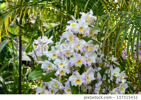 石斛屬植物絲心“Emp” 石斛屬植物絲心“Emp” 137315432