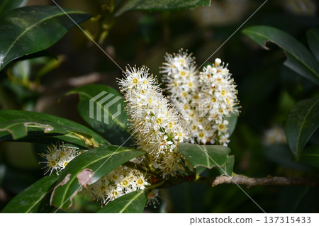 Cherry Laurel Cherry Laurel 137315433